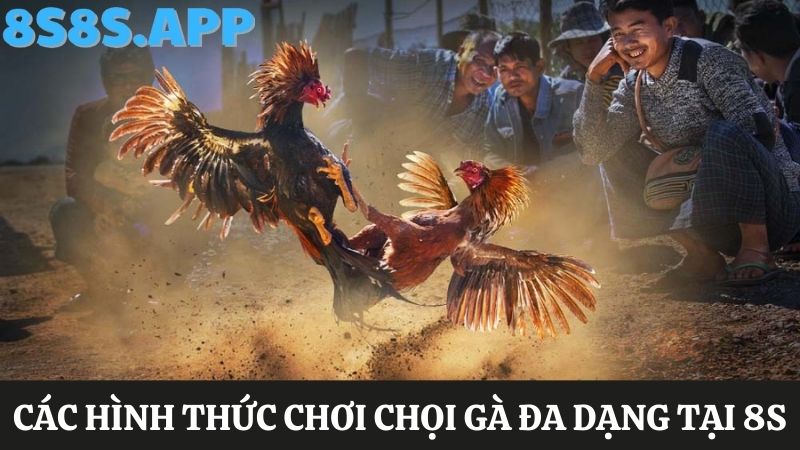 hình thức cược 8S Đá gà