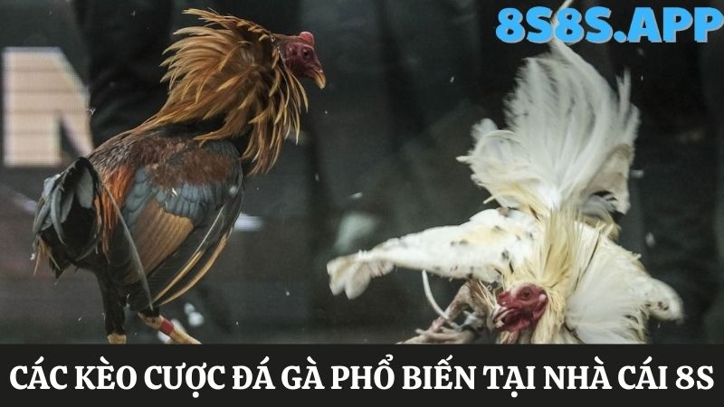 cửa kèo nhà cái cung cấp 8S Đá gà